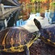 Step by Step Image: Lake Eola Turtles